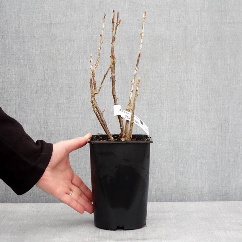 Ribes nero Triton Vaso da 2L/3L, Multifusto esemplare consegnato in inverno