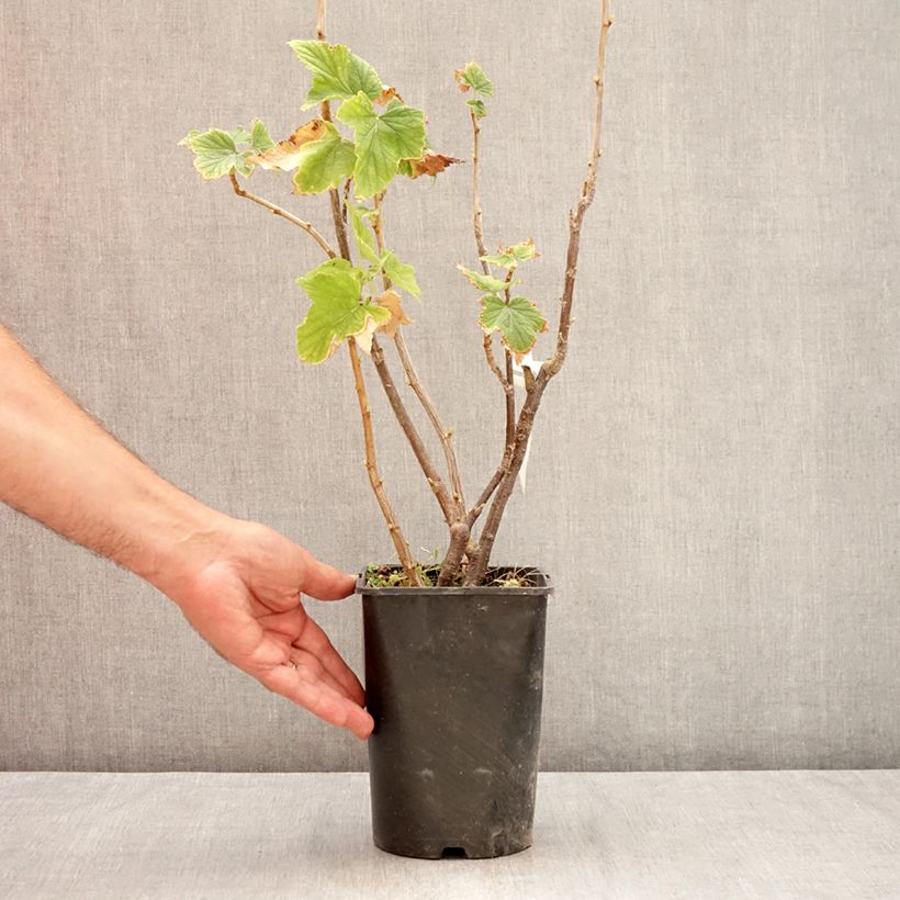 Esemplare di Ribes nero Triton Vaso da 2L/3L, Multifusto consegnato in estate