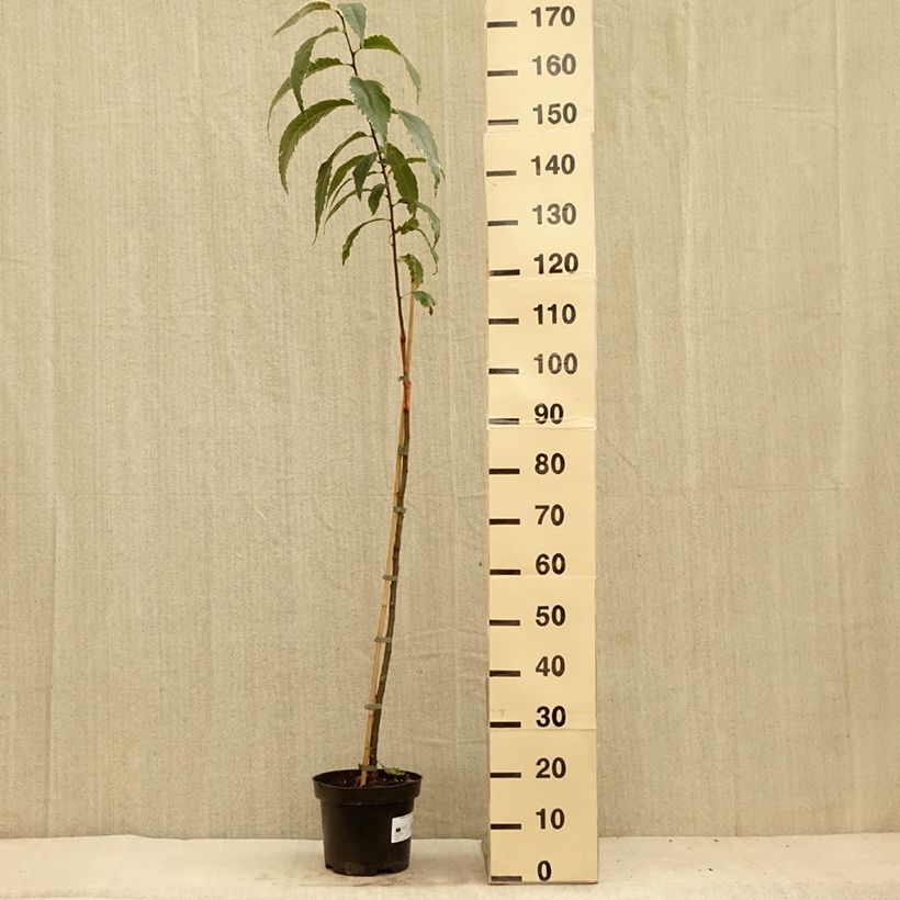 Esemplare di Castagno Albomarginata Vaso da 7,5L/10L consegnato in estate