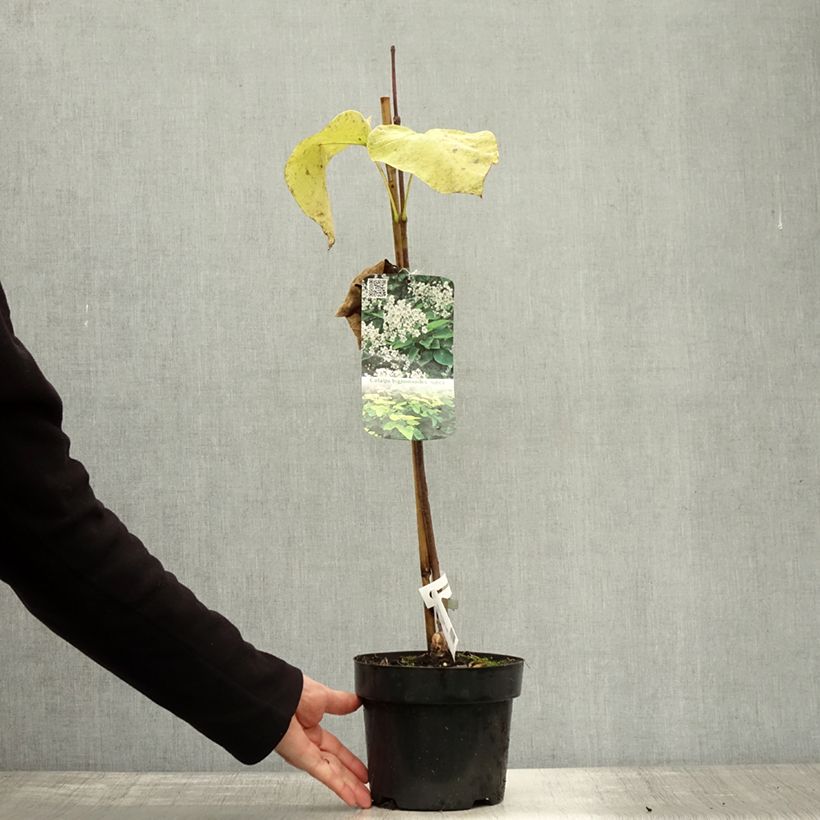 Esemplare di Catalpa bignonioides Aurea - Albero dei sigari Vaso da 2L/3L come consegnato in autunno