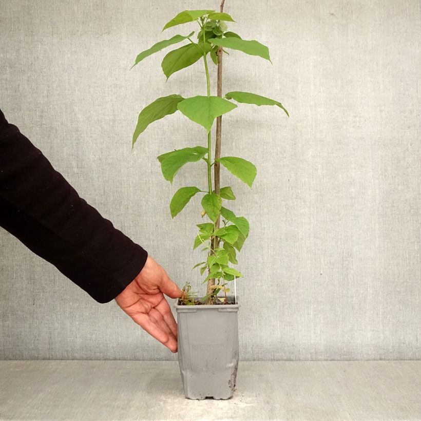 Catalpa bignonioides - Albero dei sigari Vaso da Ø 12 cm / 13 cm, Astone alto esemplare consegnato in primavera