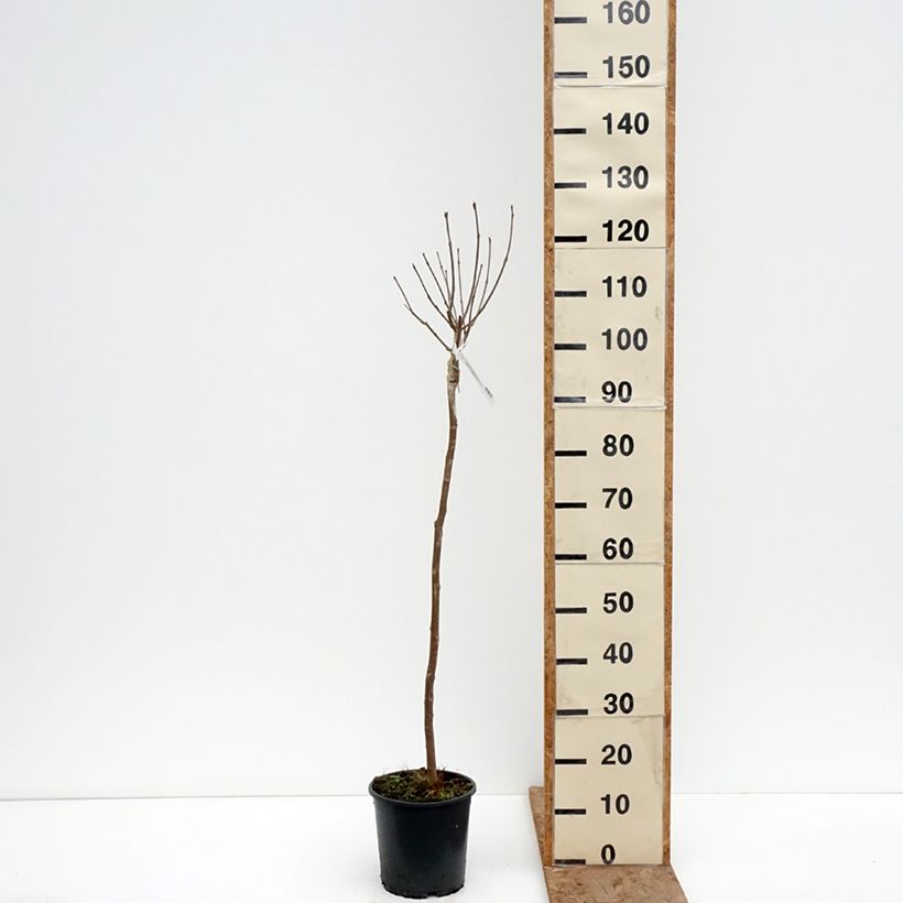 Catalpa bignonioides Nana - Albero dei sigari Vaso da 3L/4L, Vaso impalcato esemplare consegnato in inverno