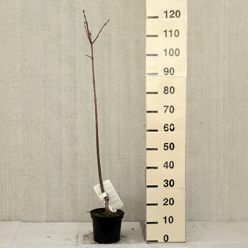 Esemplare di Catalpa erubescens Purpurea - Albero dei sigari Vaso da 3L/4L come consegnato in autunno