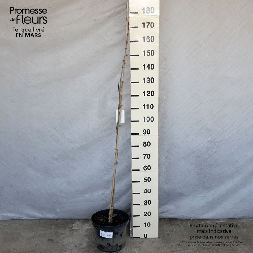 Catalpa speciosa pulverulenta - Albero dei sigari Vaso da 7,5L/10L esemplare consegnato in primavera