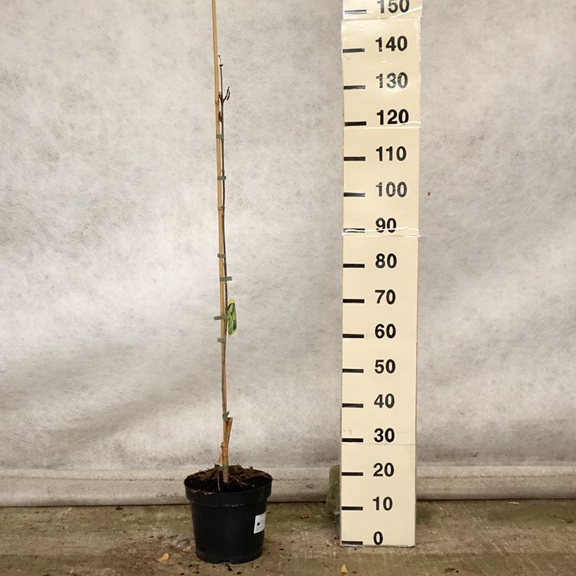Esemplare di Catalpa speciosa pulverulenta - Albero dei sigari Vaso da 7,5L/10L come consegnato in autunno