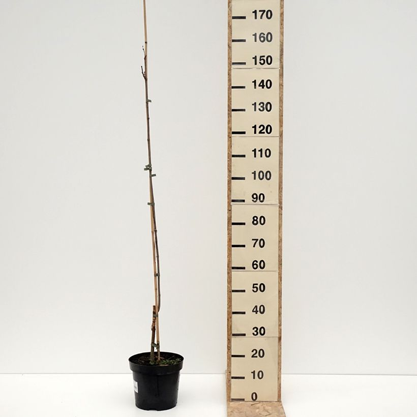 Catalpa speciosa pulverulenta - Albero dei sigari Vaso da 7,5L/10L esemplare consegnato in inverno