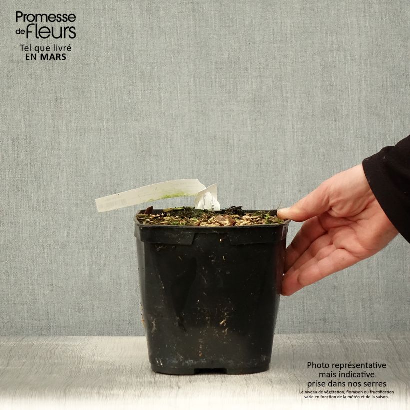 Cautleya spicata Robusta Vaso da 2L/3L esemplare consegnato in primavera