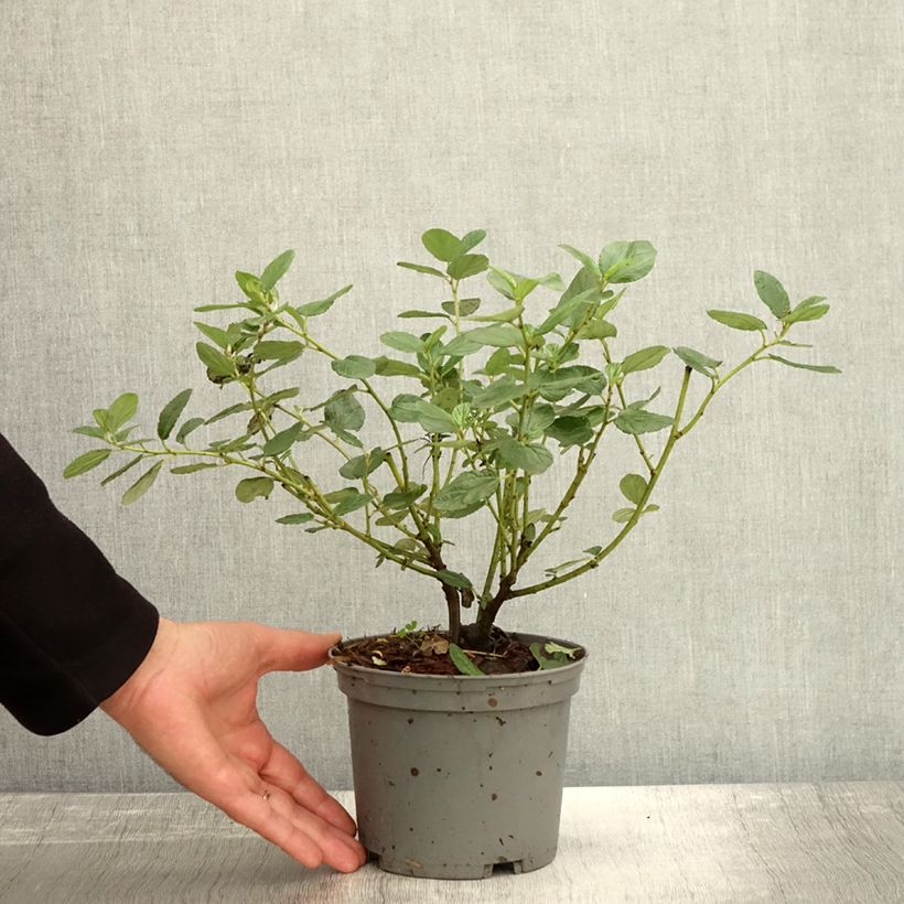 Esemplare di Ceanothus arboreus Trewithen Blue Vaso da 2L/3L come consegnato in autunno