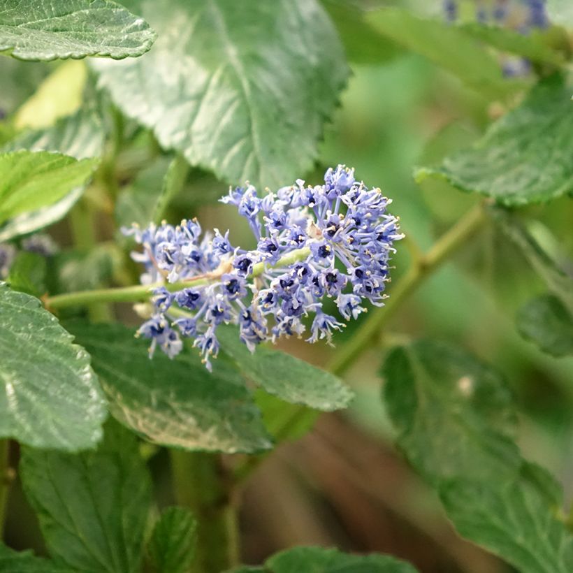 Ceanothus arboreus Trewithen Blue (Fioritura)