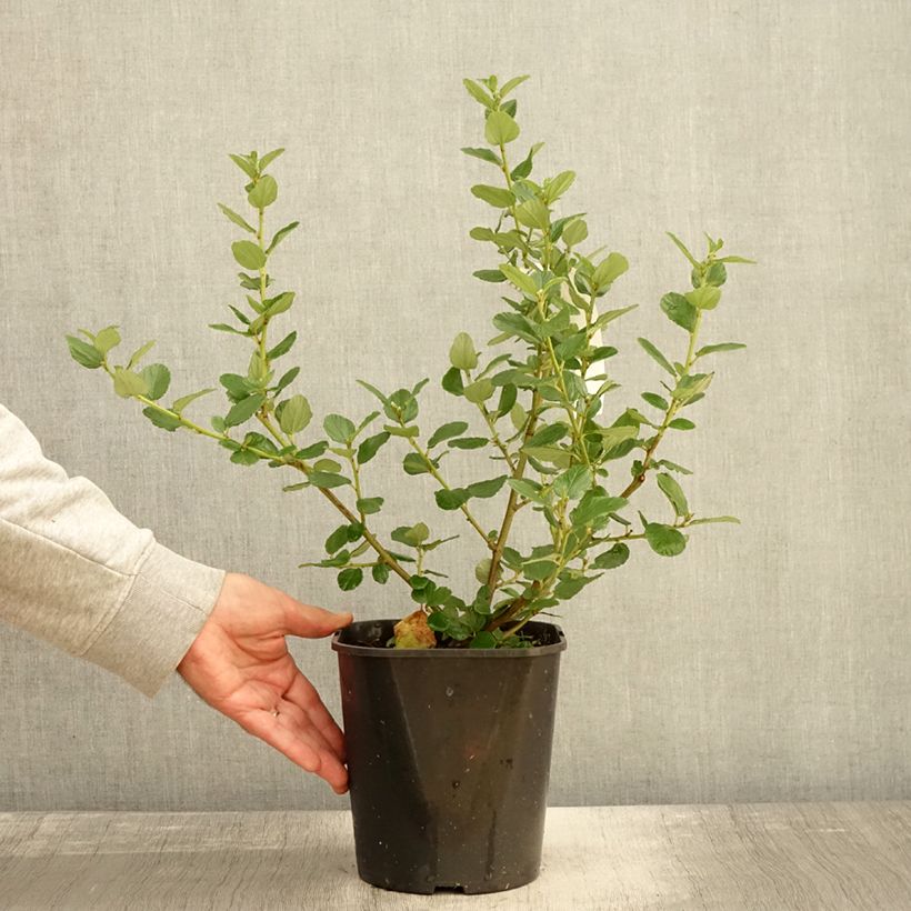 Esemplare di Ceanothus arboreus Trewithen Blue Vaso da 4L/5L come consegnato in autunno