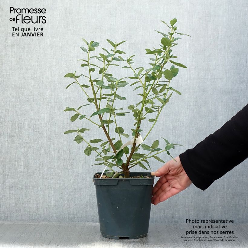 Ceanothus arboreus Trewithen Blue Vaso da 4L/5L esemplare consegnato in inverno