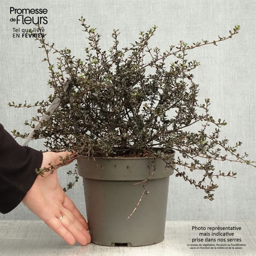 Ceanothus thyrsiflorus var. repens Blue Sapphire Vaso da 2L/3L esemplare consegnato in inverno