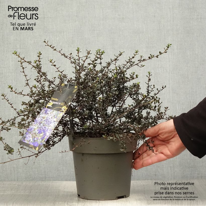 Ceanothus thyrsiflorus var. repens Blue Sapphire Vaso da 2L/3L esemplare consegnato in primavera