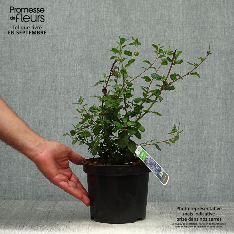 Esemplare di Ceanothus Burkwoodii Vaso da 2L/3L come consegnato in autunno