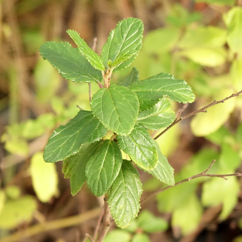 Ceanothus Burkwoodii (Fogliame)