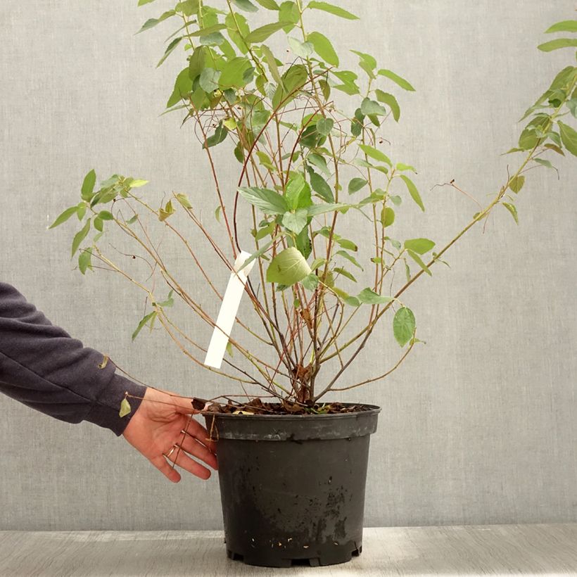 Esemplare di Ceanothus delilianus Gloire de Versailles Vaso da 7,5L/10L come consegnato in autunno