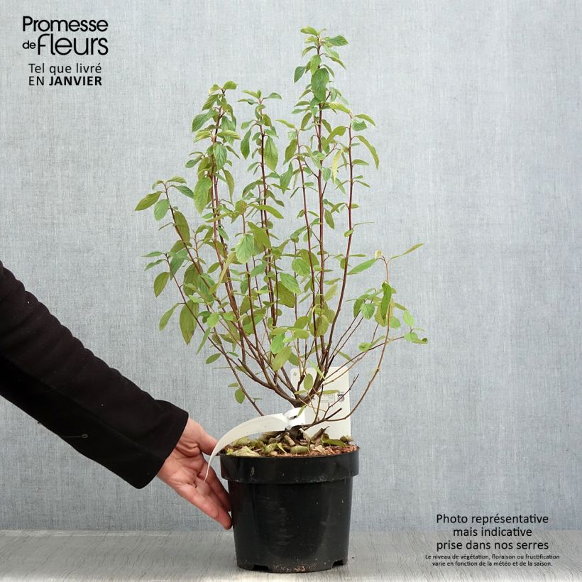 Ceanothus delilianus Henri Desfossé Vaso da 2L/3L esemplare consegnato in inverno