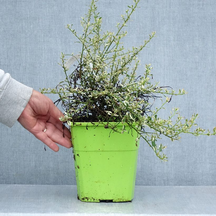 Esemplare di Ceanothus impressus Cool Blue Vaso da 4L/5L consegnato in estate