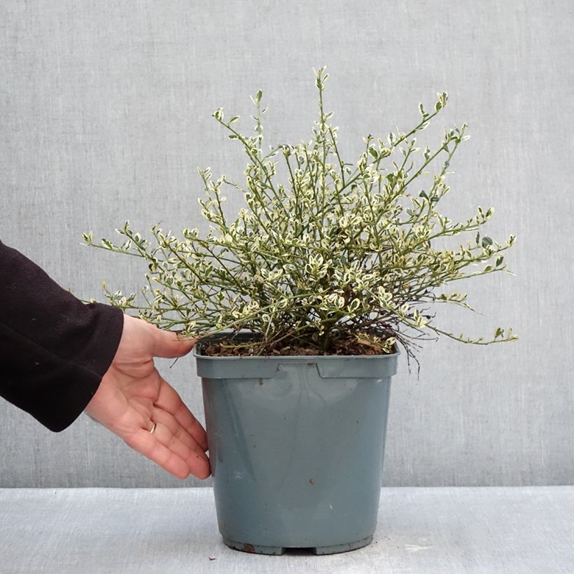 Ceanothus impressus Cool Blue Vaso da 4L/5L esemplare consegnato in inverno