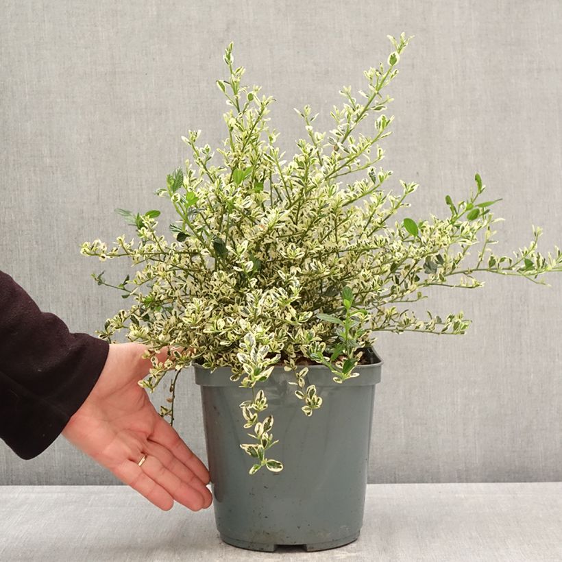 Ceanothus impressus Cool Blue Vaso da 4L/5L esemplare consegnato in primavera