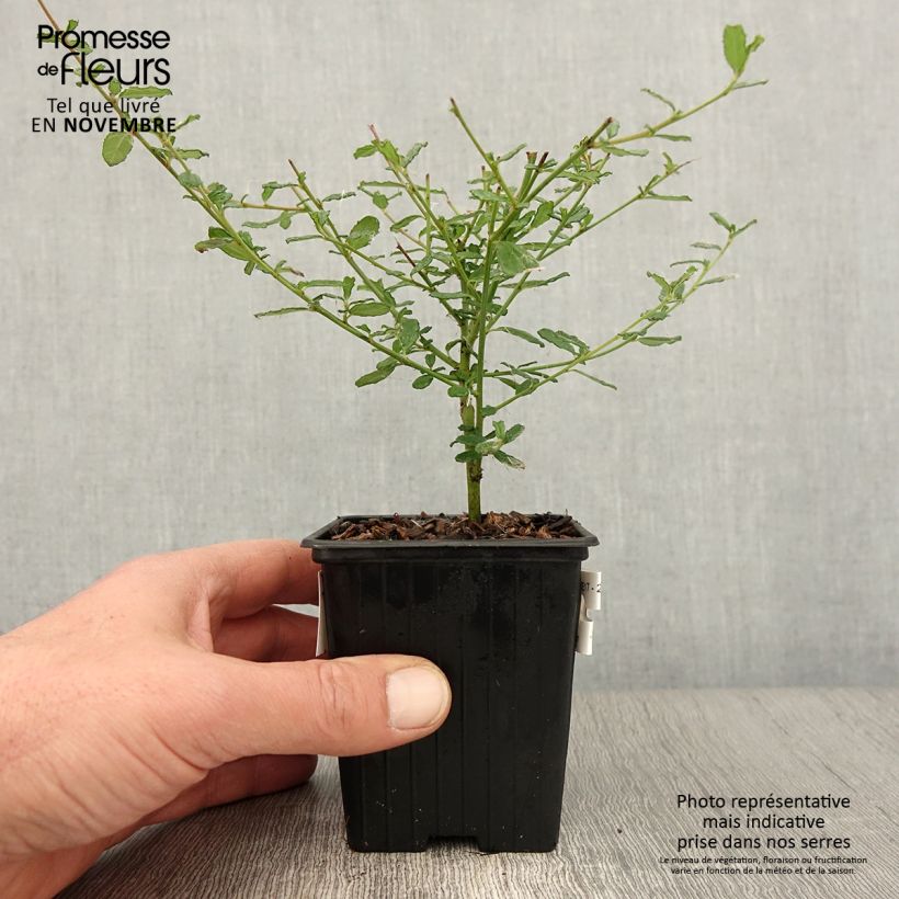 Esemplare di Ceanothus foliosus Italian Skies Vasetto da 8/9 cm come consegnato in autunno
