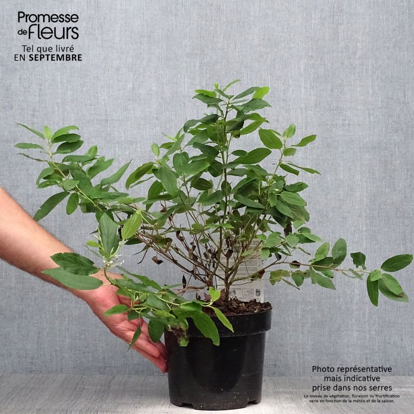 Esemplare di Ceanothus pallidus Marie Blue Vaso da 3L/4L come consegnato in autunno