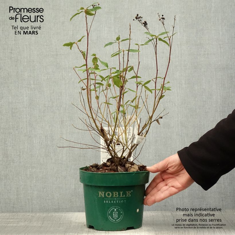 Ceanothus pallidus Marie Blue Vaso da 3L/4L esemplare consegnato in primavera