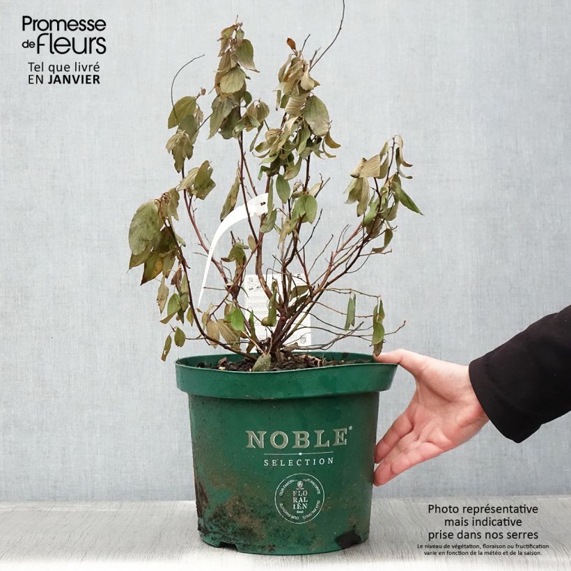 Ceanothus pallidus Marie Blue Vaso da 7,5L/10L esemplare consegnato in inverno