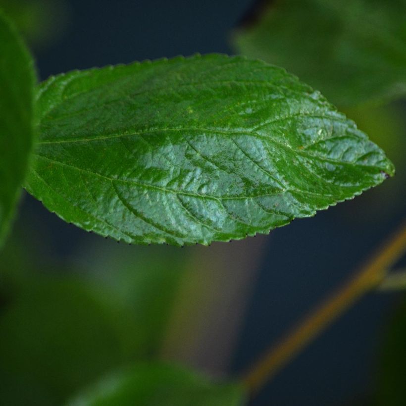 Ceanothus pallidus Marie Rose (Fogliame)