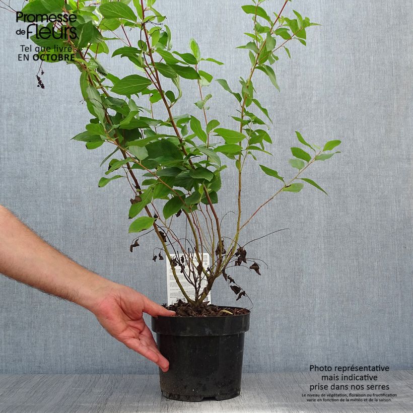 Esemplare di Ceanothus pallidus Marie Rose Vaso da 3L/4L come consegnato in autunno