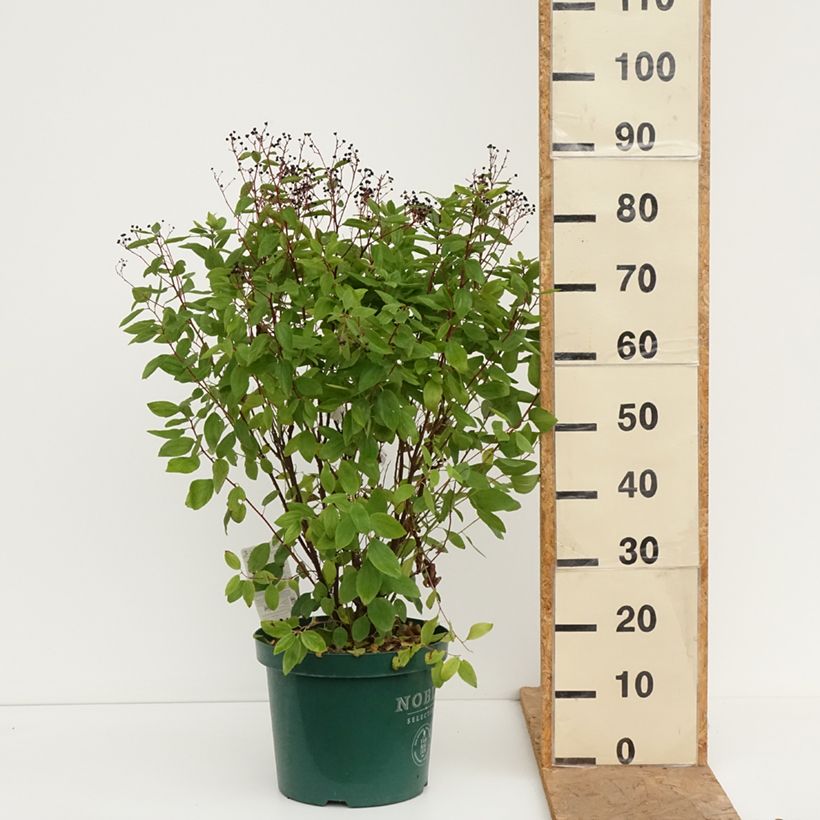 Esemplare di Ceanothus pallidus Marie Rose Vaso da 7,5L/10L come consegnato in autunno