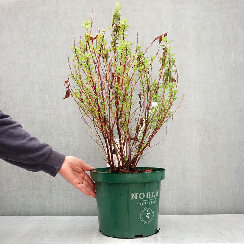 Ceanothus pallidus Marie Rose Vaso da 7,5L/10L esemplare consegnato in primavera