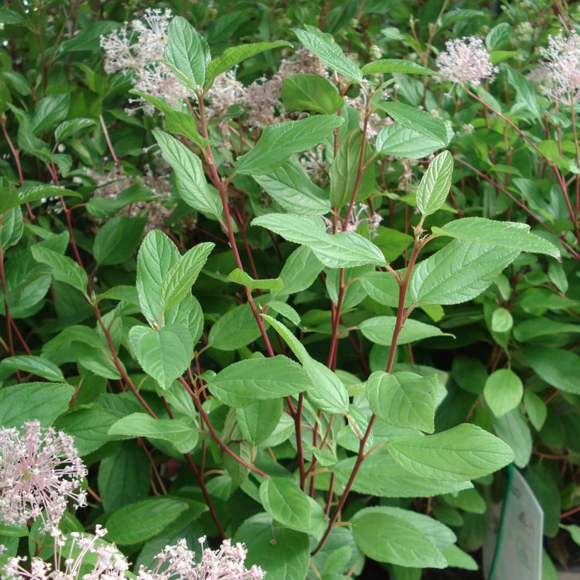 Ceanothus pallidus Marie Simon (Fogliame)