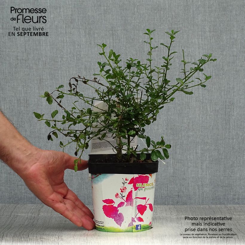 Esemplare di Ceanothus prostratus Prostratus Vaso da 2L/3L come consegnato in autunno