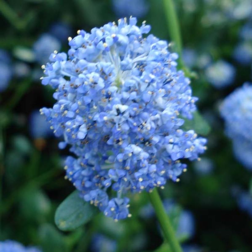 Ceanothus Skylark (Fioritura)