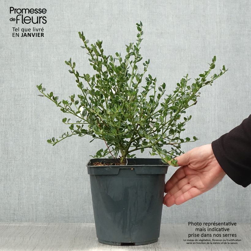 Ceanothus Skylark Vaso da 2L/3L esemplare consegnato in inverno