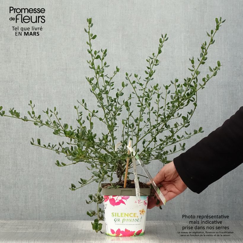 Ceanothus Skylark Vaso da 2L/3L esemplare consegnato in primavera