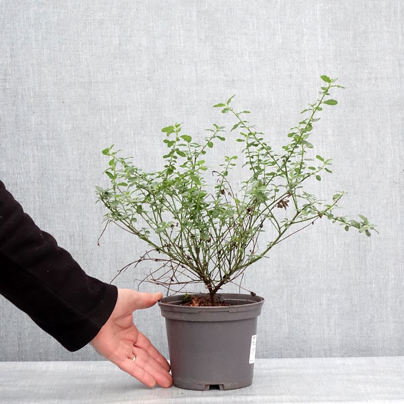 Ceanothus thyrsiflorus Snow Flurries Vaso da 2L/3L esemplare consegnato in inverno