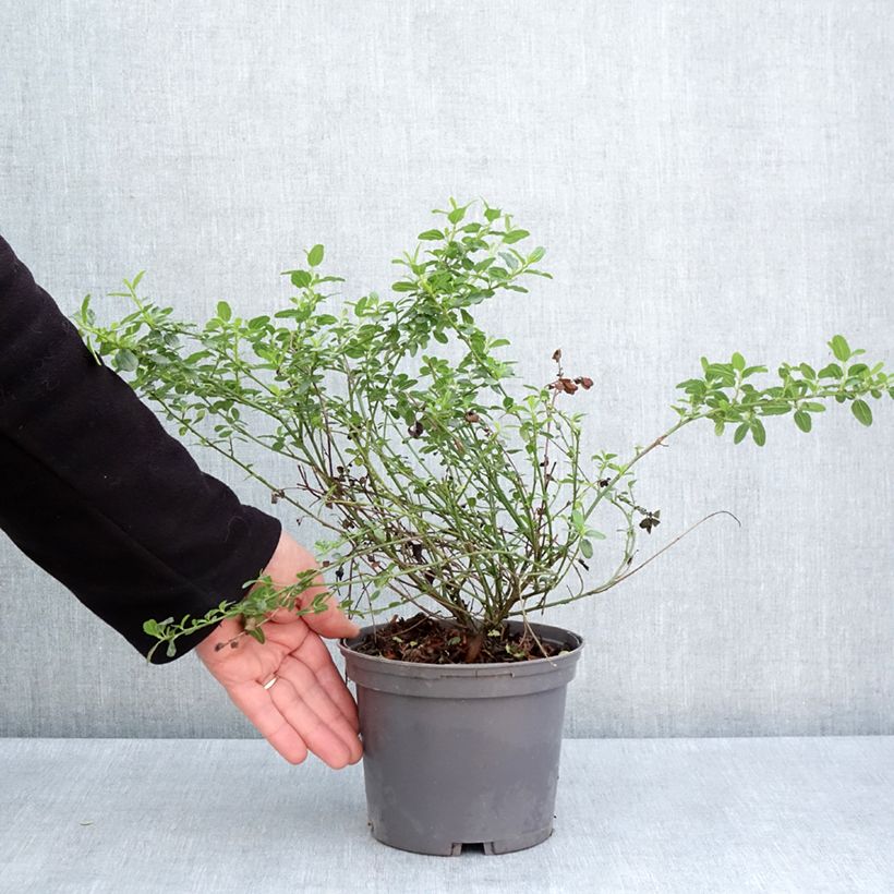 Ceanothus thyrsiflorus Snow Flurries Vaso da 2L/3L esemplare consegnato in primavera