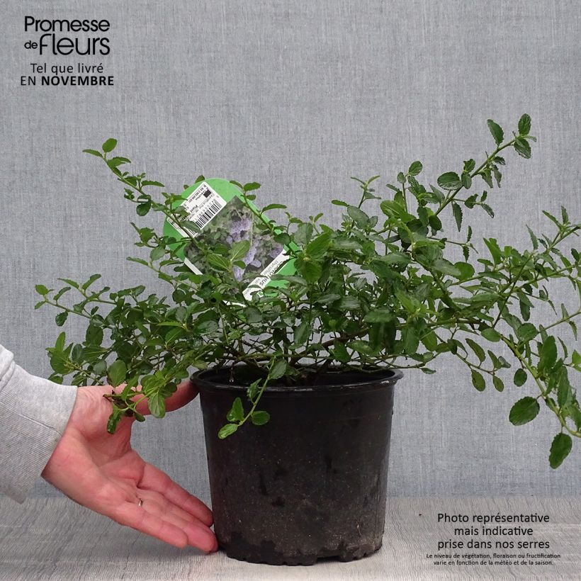 Esemplare di Ceanothus thyrsiflorus Repens Vaso da 2L/3L come consegnato in autunno