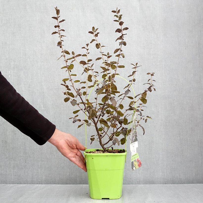 Esemplare di Ceanothus thyrsiflorus Tuxedo Vaso da 4L/5L come consegnato in autunno