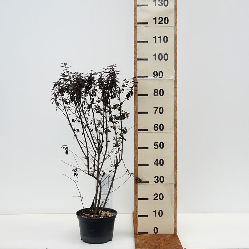 Ceanothus thyrsiflorus Tuxedo Vaso da 4L/5L esemplare consegnato in inverno