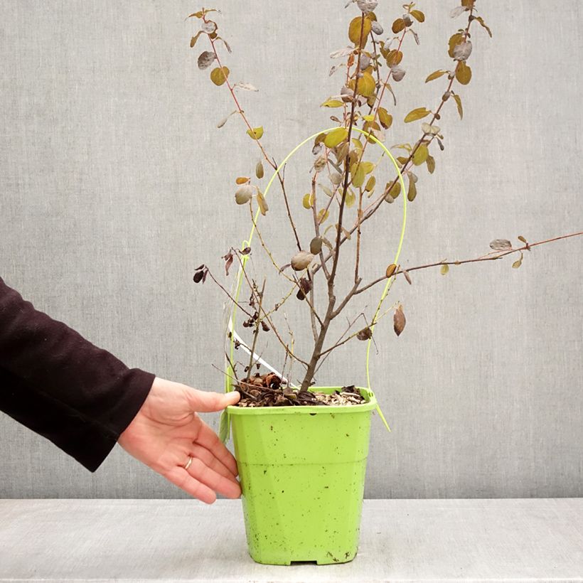 Ceanothus thyrsiflorus Tuxedo Vaso da 4L/5L esemplare consegnato in primavera