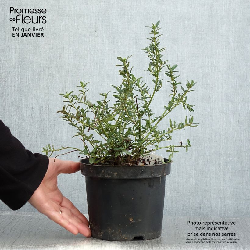 Ceanothus Blue Diamond Vaso da 2L/3L esemplare consegnato in inverno