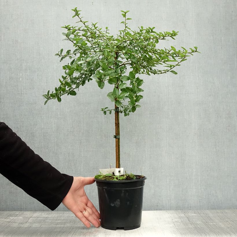 Esemplare di Ceanothus Blue Mound Vaso da 3L/4L come consegnato in autunno