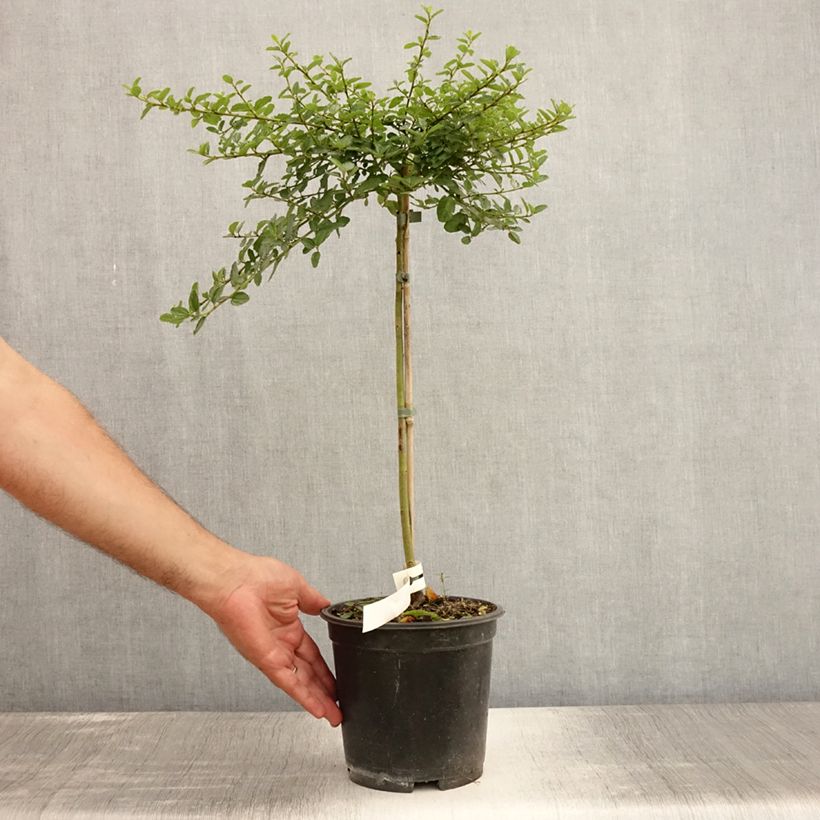 Esemplare di Ceanothus Blue Mound Vaso da 3L/4L, Vaso impalcato consegnato in estate