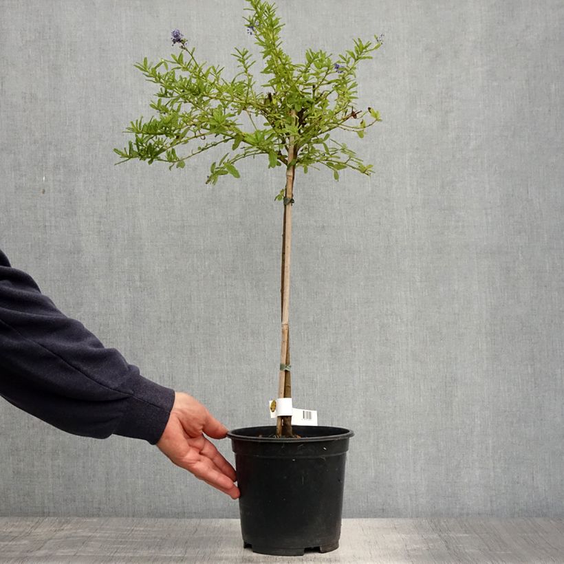 Ceanothus Blue Mound Vaso da 3L/4L, Vaso impalcato esemplare consegnato in primavera