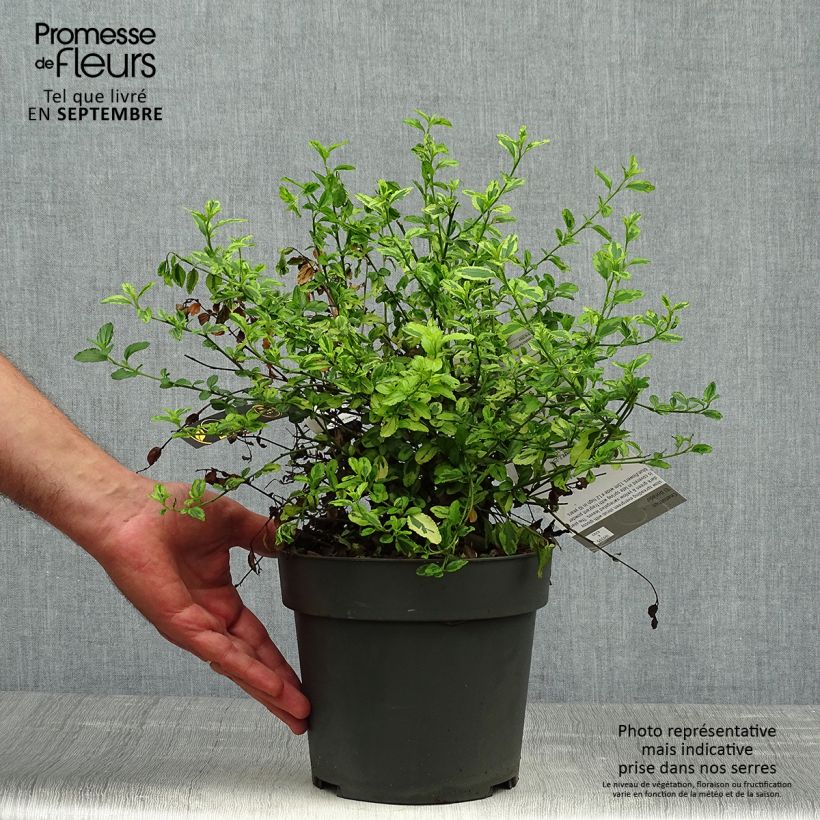 Esemplare di Ceanothus thyrsiflorus El Dorado Vaso da 2L/3L come consegnato in autunno