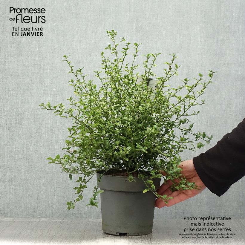 Ceanothus thyrsiflorus El Dorado Vaso da 2L/3L esemplare consegnato in inverno