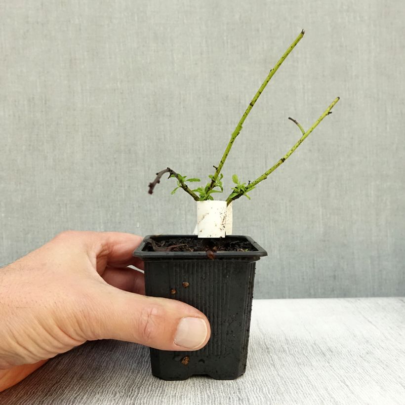 Esemplare di Ceanothus thyrsiflorus Repens Vasetto da 8/9 cm come consegnato in autunno